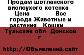 Продам шотланского вислоухого котенка › Цена ­ 10 000 - Все города Животные и растения » Кошки   . Тульская обл.,Донской г.